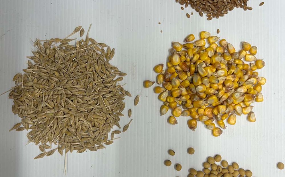 Picture of different kinds of seeds